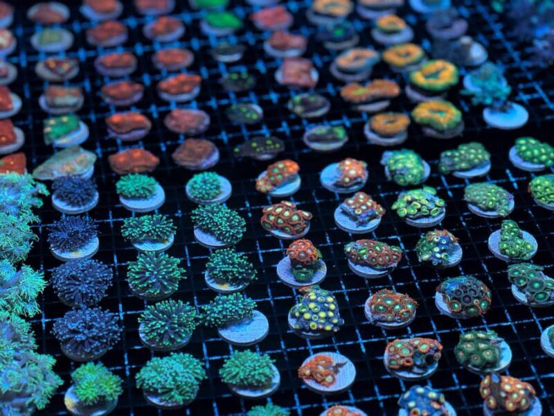 Bundaberg: Monsoon Aquatics Coral Farm Guided Tour - Final Thoughts