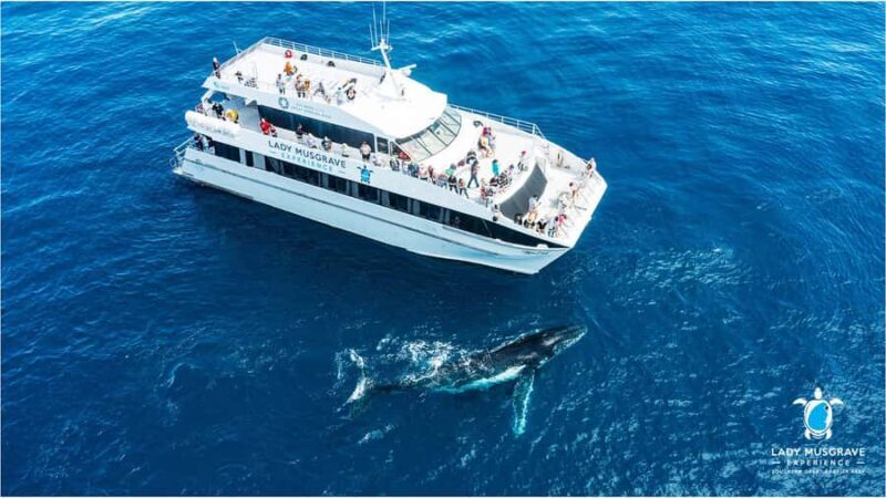Bundaberg: Whale Watching Sightseeing Cruise with Lunch - An In-Depth Look at the Whale Watching Cruise