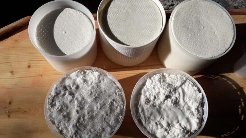 Burgos: Sardinian pecorino cheese workshop - FAQs