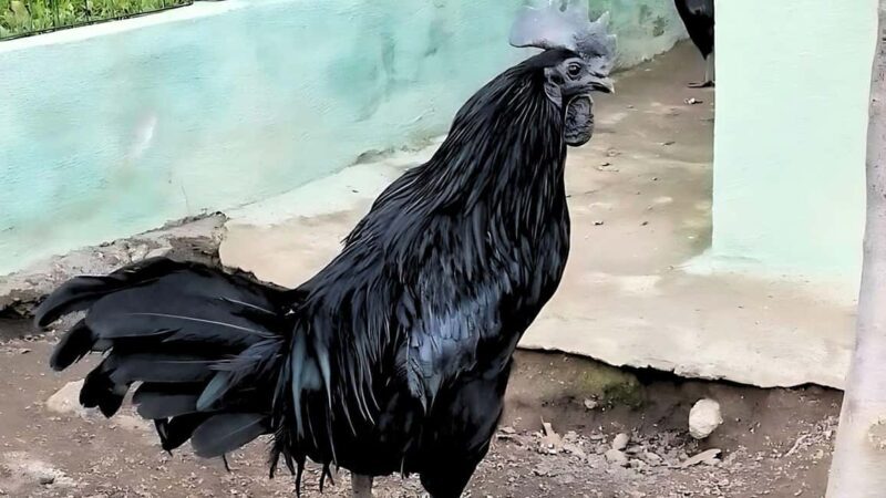 Burgos: visit to a farm with tasting - FAQs