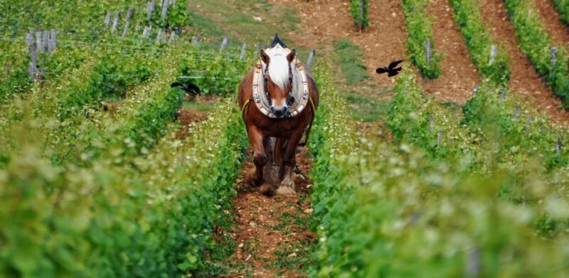 Burgundy Vineyards: Luxury Private Tours - What Makes This Tour Stand Out