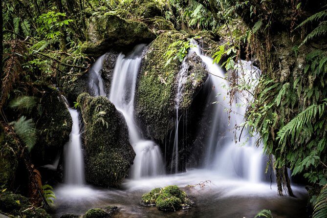 Buried Village of Te Wairoa - Walking the Waterfall Trail: Nature’s Touch