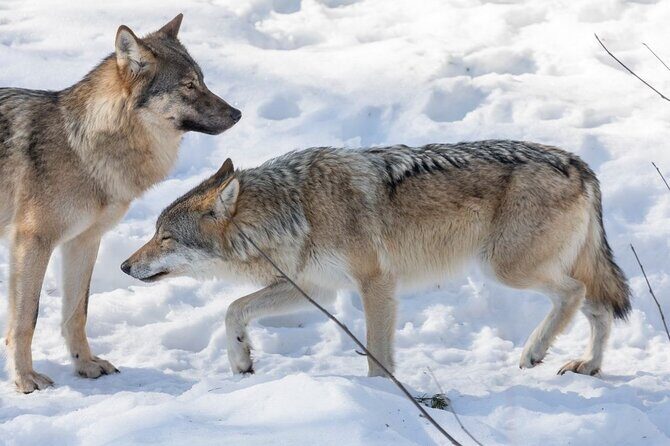 Bus to Ranua Zoo from Rovaniemi - The Practicalities: What You Need to Know