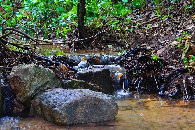Buskett Woodlands and Dingli Cliffs Nature Walking Private Tour - A Close Look at the Itinerary and What You Can Expect