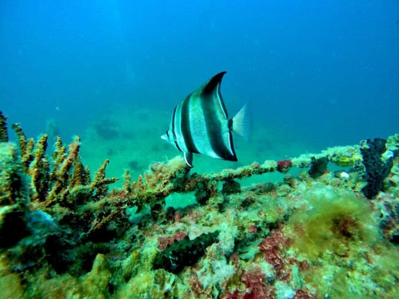 Busselton: 4 Mile Reef Guided Scuba Diving Tour - The Experience Breakdown: What to Expect