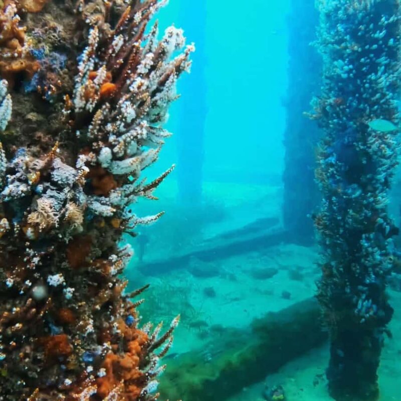Busselton: Jetty Scuba Dive Tours with Underwater Sculptures - Key Points