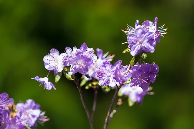 Butchart Gardens and Victoria Sightseeing Tour from Vancouver - FAQs