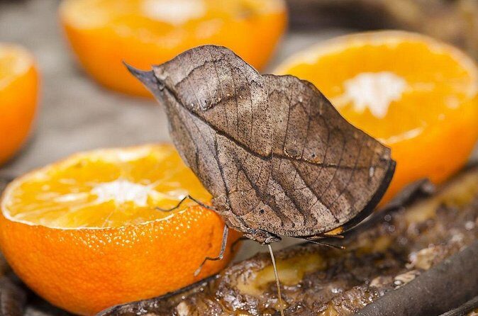 Butterfly Sanctuary and Lunch Experience with Transport - Who Is This Tour Best For?