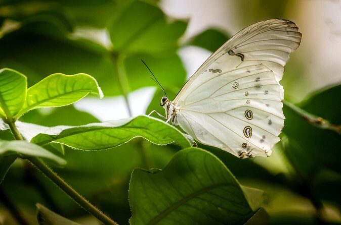 Butterfly Sanctuary and Lunch Experience with Transport - FAQs