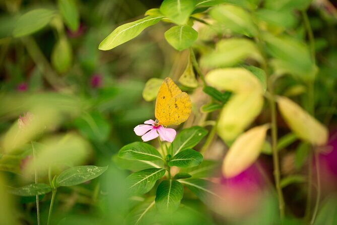 Butterfly Sanctuary Guided Tour in Puerto Vallarta - A Closer Look at What the Tour Offers