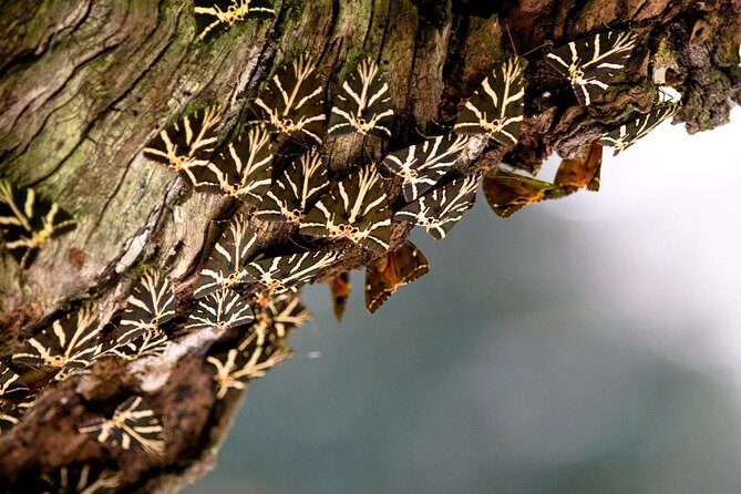 Butterfly Valley & Wine, Olive Oil, Honey Tasting Tour (Small Group) - What’s Included and What to Expect