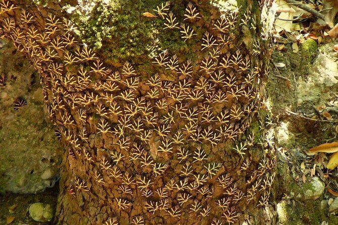 Butterfly Valley & Wine, Olive Oil, Honey Tasting Tour (Small Group) - Practical Details for Your Planning