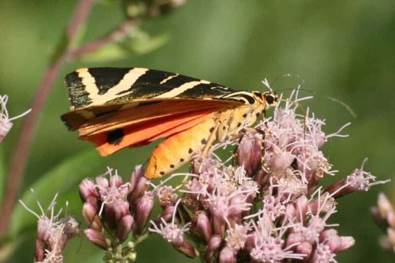 Butterfly valley,Farfalle,Schmetterling,Papillon & transfer! - Key Points