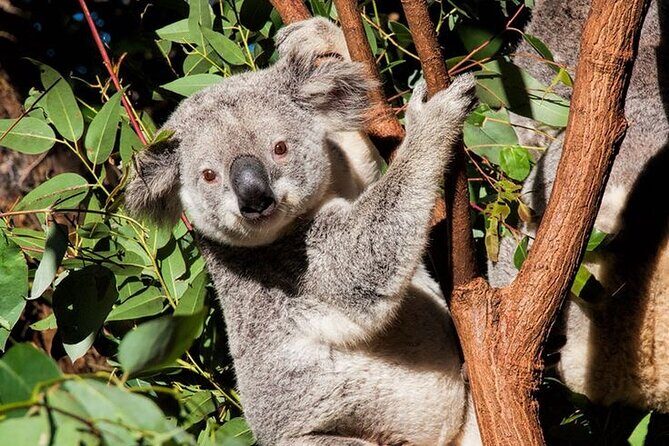 Byron Bay and Currumbin Wildlife Sanctuary Day Tour - Key Points