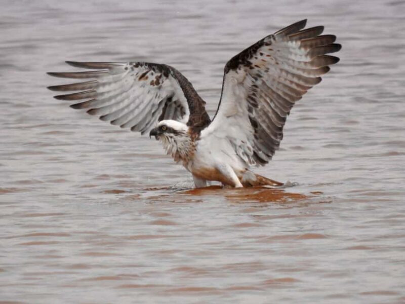 Byron Bay: Kayak and Hike Eco-Tour with Waterfall Swim - Logistics and Practical Considerations