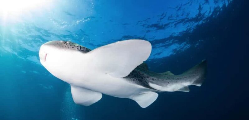 Byron Bay: Nguthungulli Julian Rocks Snorkeling Tour - Key Points