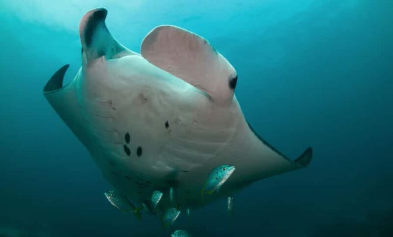 Byron Bay: Nguthungulli Julian Rocks Snorkeling Tour - Exploring the Tour: What to Expect from Start to Finish