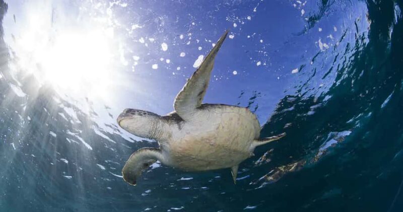 Byron Bay: Nguthungulli Julian Rocks Snorkeling Tour - Who Is This Tour Best For?