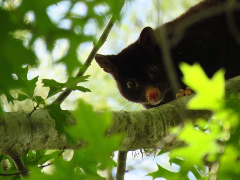 Byron Bay: Nighttime Nature Walk with Night Vision Goggles - Why This Experience Is Special