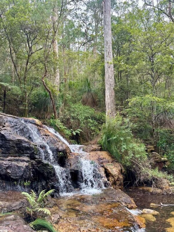 Byron Bay: Rainforest Waterfalls Guided Eco Tour - FAQ