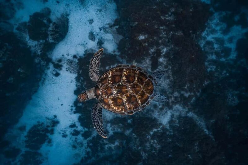 Byron Bay: Snorkeling Tour at Julian Rocks, Nguthungulli - The Experience: What Really Makes It Special