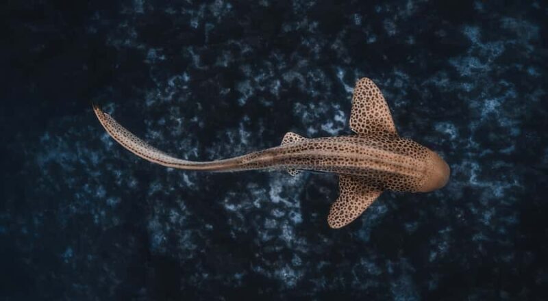 Byron Bay: Snorkeling Tour at Julian Rocks, Nguthungulli - The Value: Is It Worth It?