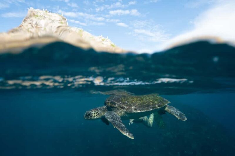 Byron Bay: Snorkeling Tour at Julian Rocks, Nguthungulli - Potential Downsides