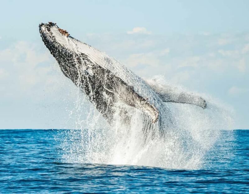 Byron Bay: Whale Watching Cruise with a Marine Biologist - Key Points