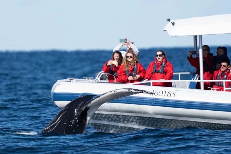 Byron Bay: Whale Watching Cruise with a Marine Biologist - What’s Included and How It All Works