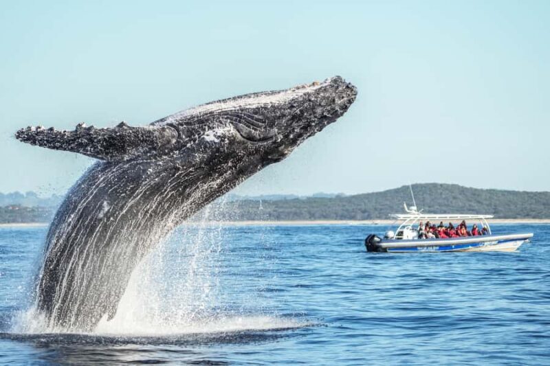 Byron Bay: Whale Watching Cruise with a Marine Biologist - The Guide’s Role and Educational Value