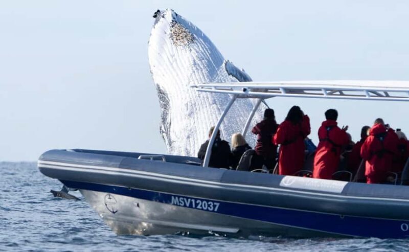Byron Bay: Whale Watching Cruise with a Marine Biologist - Weather and Seasickness Considerations