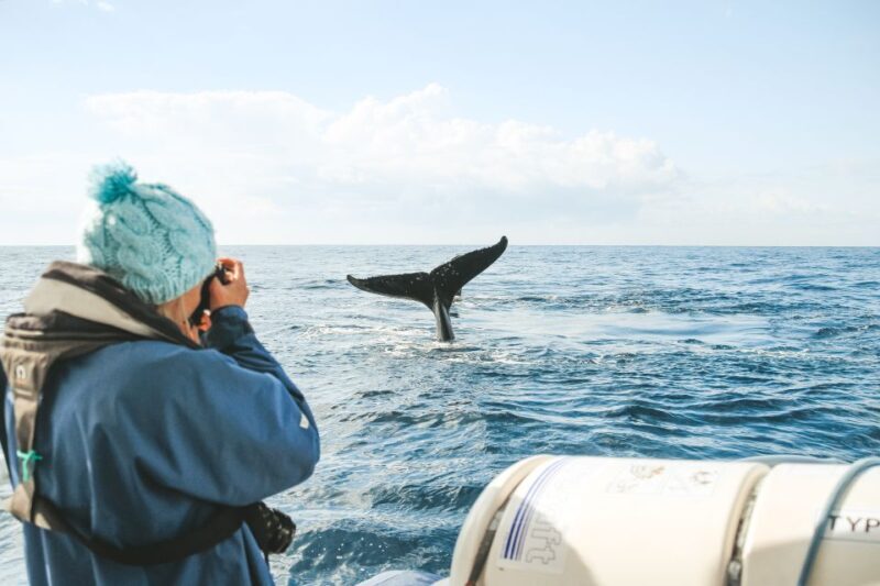 Byron Bay: Whale Watching Cruise with a Marine Biologist - How It Compares to Shore-Based Viewing