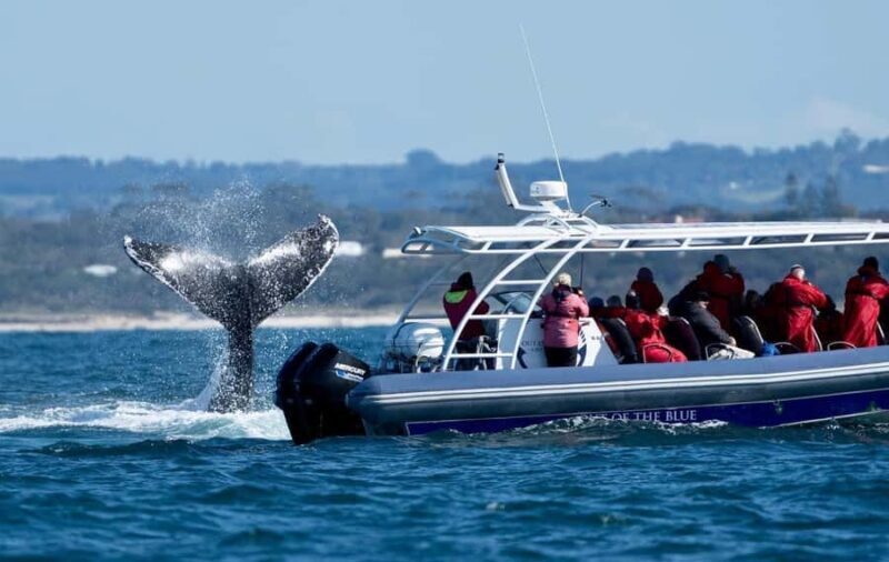 Byron Bay: Whale Watching Cruise with a Marine Biologist - The Value for Money