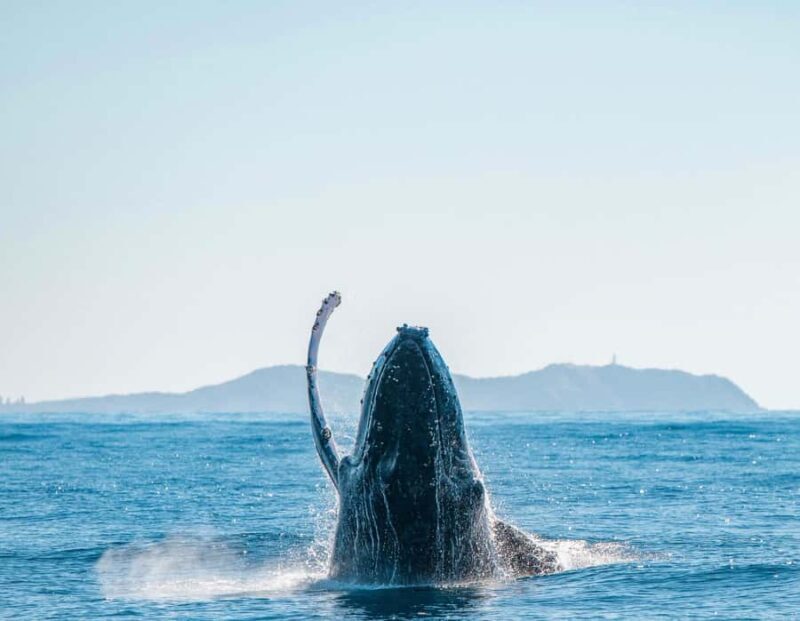 Byron Bay: Whale Watching Cruise with a Marine Biologist - Accessibility and Practical Details