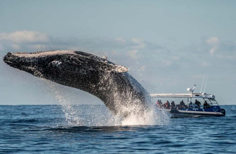 Byron Bay: Whale Watching Cruise with a Marine Biologist - What the Reviews Tell Us