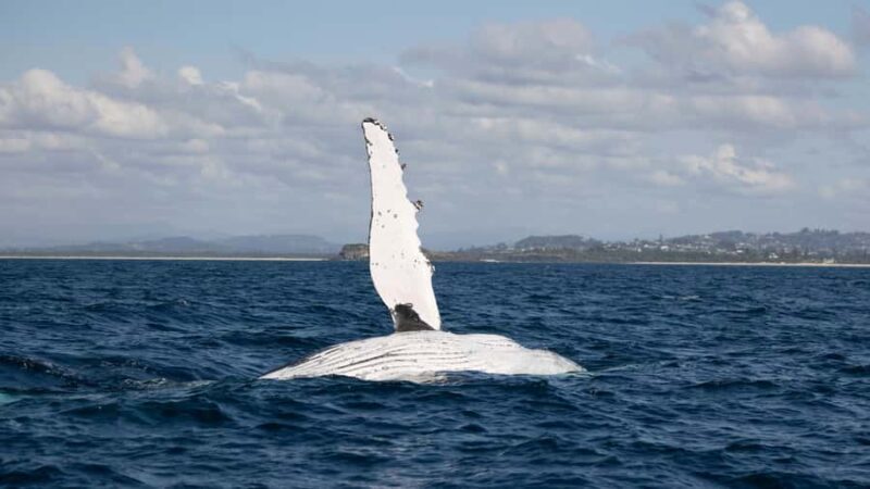 Byron Bay Whale Watching with Marine Biologist - Key Points