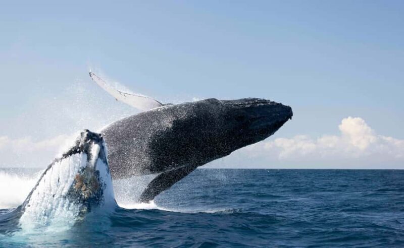 Byron Bay Whale Watching with Marine Biologist - What to Expect from the Tour
