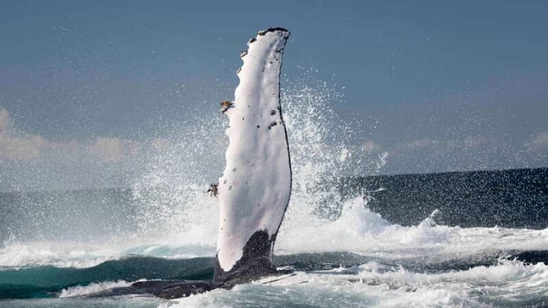 Byron Bay Whale Watching with Marine Biologist - The Experience from the Reviews