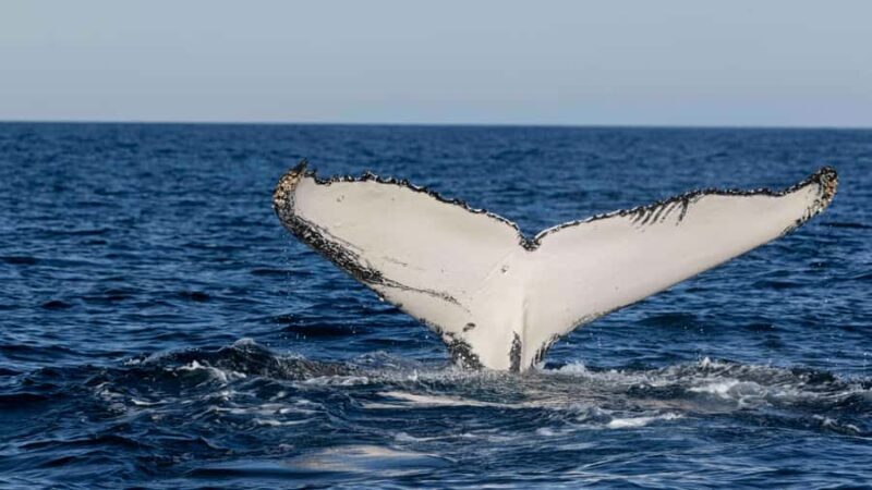 Byron Bay Whale Watching with Marine Biologist - Who Should Consider This Tour