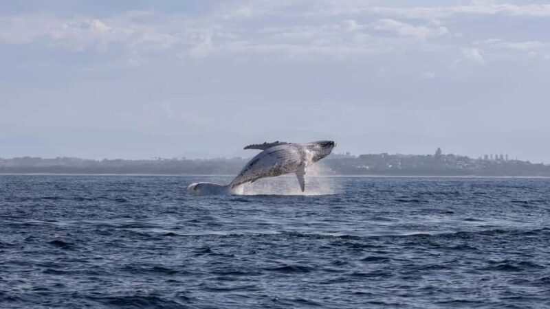 Byron Bay Whale Watching with Marine Biologist - Final Thoughts