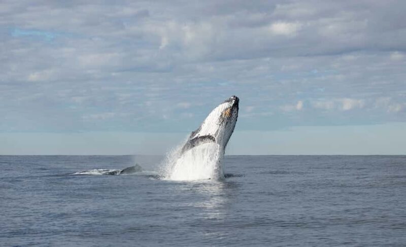 Byron Bay Whale Watching with Marine Biologist - FAQ