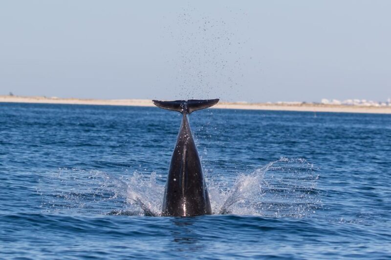 Cabanas de Tavira: Dolphin Watching Boat Tour - Key Points
