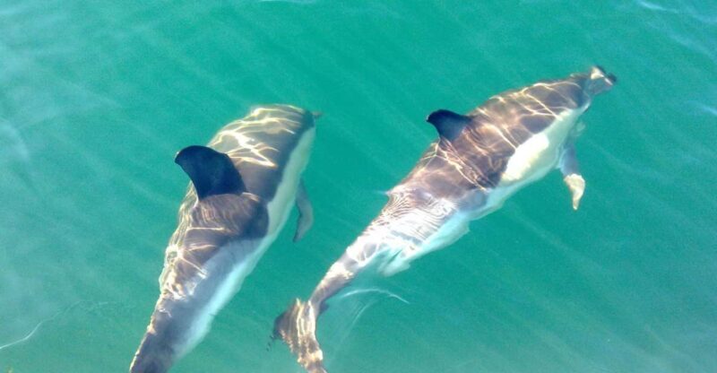 Cabanas de Tavira: Dolphin Watching Boat Tour - What to Expect from the Dolphin Watching Tour