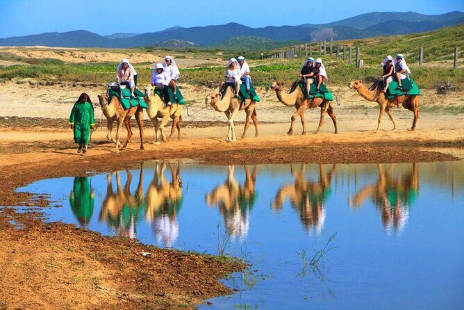 Cabo Camel and Safari Ride - Who Is This Tour Best For?