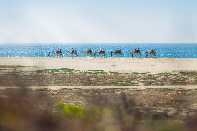Cabo Camel Ride, Mexican Buffet and Tequila Tasting - Who Will Love This Tour?