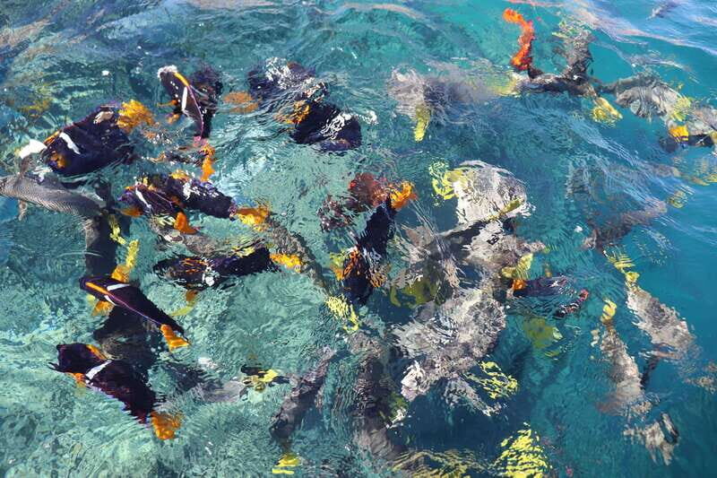 Cabo Encounter with Optional Clear Boat and Lunch - San José del Cabo: Culture and Cuisine