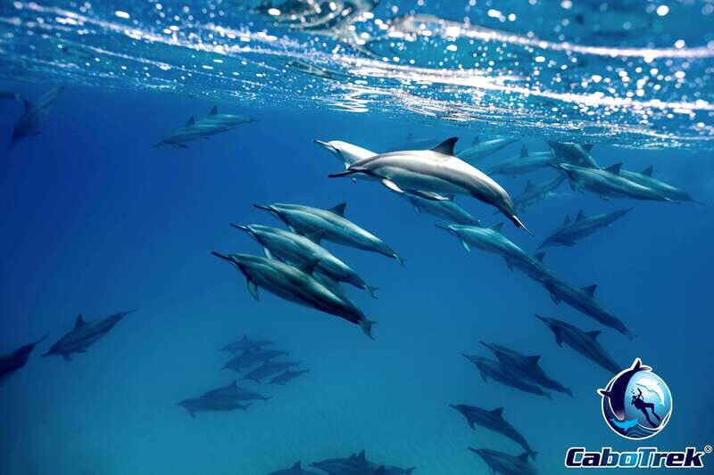 Cabo Ocean SAFARI - What Is the Cabo Ocean SAFARI All About?