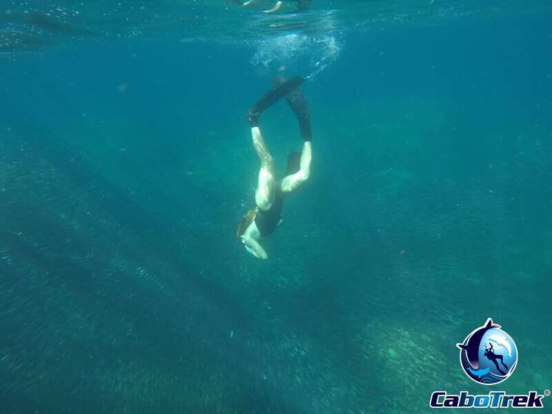 Cabo Ocean SAFARI - Who Should Consider This Experience?