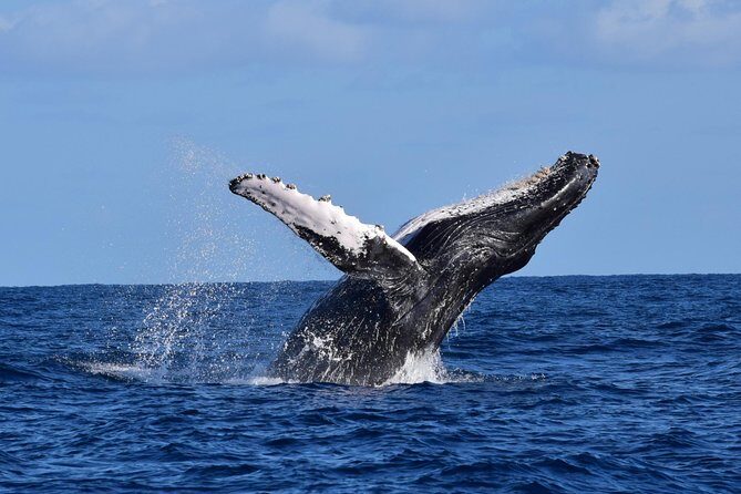 Cabo Private Whale Watching Tour - Incl FREE photos - Who Will Love This Tour?