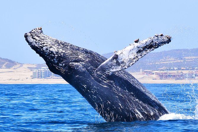Cabo Private Whale Watching Tour - Incl FREE photos - FAQ